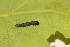  ( - LC00708)  @11 [ ] CreativeCommons  Attribution Share-Alike (2019) M. Volf German Centre for Integrative Biodiversity Research (iDiv) Halle-Jena-Leipzig