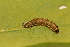  ( - LC01343)  @12 [ ] CreativeCommons  Attribution Share-Alike (2019) M. Volf German Centre for Integrative Biodiversity Research (iDiv) Halle-Jena-Leipzig
