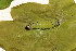 ( - LC01685)  @11 [ ] CreativeCommons  Attribution Share-Alike (2019) M. Volf German Centre for Integrative Biodiversity Research (iDiv) Halle-Jena-Leipzig