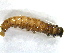  ( - LC01730)  @11 [ ] CreativeCommons  Attribution Share-Alike (2019) M. Volf German Centre for Integrative Biodiversity Research (iDiv) Halle-Jena-Leipzig