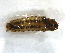  ( - LC01817)  @11 [ ] CreativeCommons  Attribution Share-Alike (2019) M. Volf German Centre for Integrative Biodiversity Research (iDiv) Halle-Jena-Leipzig
