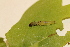  ( - LC01899)  @11 [ ] CreativeCommons  Attribution Share-Alike (2019) M. Volf German Centre for Integrative Biodiversity Research (iDiv) Halle-Jena-Leipzig