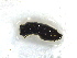  ( - LC02203)  @11 [ ] CreativeCommons  Attribution Share-Alike (2019) M. Volf German Centre for Integrative Biodiversity Research (iDiv) Halle-Jena-Leipzig