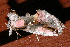  ( - AVBC 423-10)  @12 [ ] CreativeCommons - Attribution (2010) CBG Photography Group Centre for Biodiversity Genomics