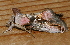  ( - AVBC 426-10)  @12 [ ] CreativeCommons - Attribution (2010) CBG Photography Group Centre for Biodiversity Genomics