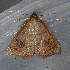  ( - AVBC 443-10)  @13 [ ] CreativeCommons - Attribution (2010) CBG Photography Group Centre for Biodiversity Genomics