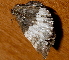  ( - AVBC 451-10)  @13 [ ] CreativeCommons - Attribution (2010) CBG Photography Group Centre for Biodiversity Genomics
