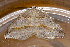  ( - AVBC 459-10)  @13 [ ] CreativeCommons - Attribution (2010) CBG Photography Group Centre for Biodiversity Genomics