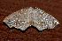  ( - AVBC 462-10)  @13 [ ] CreativeCommons - Attribution (2010) CBG Photography Group Centre for Biodiversity Genomics