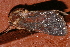  ( - AVBC 473-10)  @12 [ ] CreativeCommons - Attribution (2010) CBG Photography Group Centre for Biodiversity Genomics