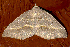  ( - AVBC 495-10)  @13 [ ] CreativeCommons - Attribution (2010) CBG Photography Group Centre for Biodiversity Genomics