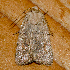  ( - AVBC 506-11)  @12 [ ] CreativeCommons - Attribution (2010) CBG Photography Group Centre for Biodiversity Genomics