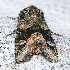  ( - AVBC 513-10)  @12 [ ] CreativeCommons - Attribution (2010) CBG Photography Group Centre for Biodiversity Genomics