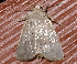  ( - AVBC 540-10)  @12 [ ] CreativeCommons - Attribution (2010) CBG Photography Group Centre for Biodiversity Genomics