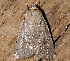  ( - AVBC 541-10)  @12 [ ] CreativeCommons - Attribution (2010) CBG Photography Group Centre for Biodiversity Genomics