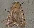  ( - AVBC 542-10)  @12 [ ] CreativeCommons - Attribution (2010) CBG Photography Group Centre for Biodiversity Genomics