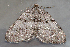  ( - AVBC 545-10)  @12 [ ] CreativeCommons - Attribution (2010) CBG Photography Group Centre for Biodiversity Genomics