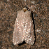  ( - AVBC 554-10)  @13 [ ] CreativeCommons - Attribution (2010) CBG Photography Group Centre for Biodiversity Genomics