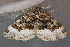  ( - AVBC 571-10)  @13 [ ] CreativeCommons - Attribution (2010) CBG Photography Group Centre for Biodiversity Genomics