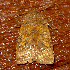  ( - AVBC 004-10)  @12 [ ] CreativeCommons - Attribution (2010) Unspecified Centre for Biodiversity Genomics