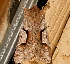  ( - AVBC 005-10)  @12 [ ] CreativeCommons - Attribution (2010) Unspecified Centre for Biodiversity Genomics