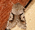  ( - AVBC 006-10)  @12 [ ] CreativeCommons - Attribution (2010) Unspecified Centre for Biodiversity Genomics