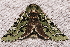  ( - AVBC 047-10)  @12 [ ] CreativeCommons - Attribution (2010) Unspecified Centre for Biodiversity Genomics