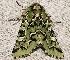  ( - AVBC 047-10)  @12 [ ] CreativeCommons - Attribution (2010) Unspecified Centre for Biodiversity Genomics