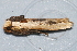  ( - AVBC 062-10)  @13 [ ] CreativeCommons - Attribution (2010) Unspecified Centre for Biodiversity Genomics