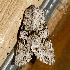  ( - AVBC 064-10)  @13 [ ] CreativeCommons - Attribution (2010) Unspecified Centre for Biodiversity Genomics