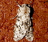  ( - AVBC 065-10)  @13 [ ] CreativeCommons - Attribution (2010) Unspecified Centre for Biodiversity Genomics