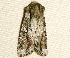  ( - AVBC 069-10)  @12 [ ] CreativeCommons - Attribution (2010) Unspecified Centre for Biodiversity Genomics