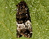  ( - AVBC 082-10)  @12 [ ] CreativeCommons - Attribution (2010) Unspecified Centre for Biodiversity Genomics