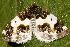  ( - AVBC 083-10)  @12 [ ] CreativeCommons - Attribution (2010) Unspecified Centre for Biodiversity Genomics