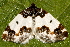  ( - AVBC 085-10)  @11 [ ] CreativeCommons - Attribution (2010) Unspecified Centre for Biodiversity Genomics
