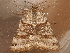  ( - AVBC 1018-11)  @13 [ ] CreativeCommons - Attribution (2011) CBG Photography Group Centre for Biodiversity Genomics