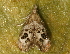 ( - AVBC 1026-11)  @13 [ ] CreativeCommons - Attribution (2011) CBG Photography Group Centre for Biodiversity Genomics