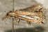  ( - AVBC 1039-11)  @12 [ ] CreativeCommons - Attribution (2011) CBG Photography Group Centre for Biodiversity Genomics
