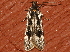  ( - AVBC 1075-11)  @12 [ ] CreativeCommons - Attribution (2011) CBG Photography Group Centre for Biodiversity Genomics
