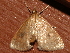  ( - AVBC 1077-11)  @13 [ ] CreativeCommons - Attribution (2011) CBG Photography Group Centre for Biodiversity Genomics