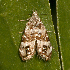  ( - AVBC 1078-11)  @12 [ ] CreativeCommons - Attribution (2011) CBG Photography Group Centre for Biodiversity Genomics