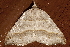  ( - AVBC 1085-11)  @13 [ ] CreativeCommons - Attribution (2011) CBG Photography Group Centre for Biodiversity Genomics