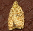  ( - AVBC 1102-11)  @13 [ ] CreativeCommons - Attribution (2011) CBG Photography Group Centre for Biodiversity Genomics
