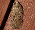  ( - AVBC 1104-11)  @12 [ ] CreativeCommons - Attribution (2011) CBG Photography Group Centre for Biodiversity Genomics