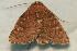  ( - AVBC 1105-11)  @12 [ ] CreativeCommons - Attribution (2011) CBG Photography Group Centre for Biodiversity Genomics