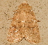  ( - AVBC 1107-11)  @12 [ ] CreativeCommons - Attribution (2011) CBG Photography Group Centre for Biodiversity Genomics