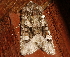  ( - AVBC 1115-11)  @13 [ ] CreativeCommons - Attribution (2011) CBG Photography Group Centre for Biodiversity Genomics