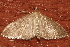  ( - AVBC 1118-11)  @13 [ ] CreativeCommons - Attribution (2011) CBG Photography Group Centre for Biodiversity Genomics