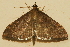  ( - AVBC 1120-11)  @13 [ ] CreativeCommons - Attribution (2011) CBG Photography Group Centre for Biodiversity Genomics