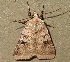  ( - AVBC 1135-11)  @13 [ ] CreativeCommons - Attribution (2011) CBG Photography Group Centre for Biodiversity Genomics
